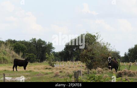 A Holstein Friesian cow and a Black Angus cow in a pasture. A black cow and a black and white cow in the farmland looking curiously. Stock Photo