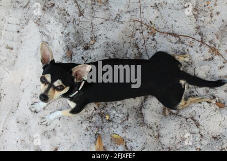A small chihuahua laying flat outdoors in the sand on the beach. Stock Photo