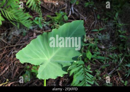 Taro leaf, a species of Elephant ears, colocasia. Large heart shaped green leaf. Tropical foliage plant found outside in the woods. Stock Photo