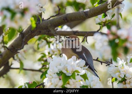 Cedar Waxwings foraging in a blossoming crabapple tree.  These delicate, migratory birds feed on insects and a wide variety of fruits and berries. Stock Photo