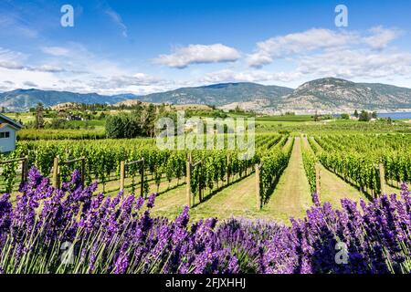 PENTICTON, CANADA - JULY 04, 2020: vine farm in a lake valley with lavender flowers in the foreground. Stock Photo