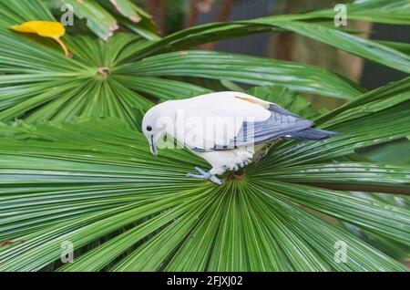 A Torresian Imperial Pigeon (Ducula spilorrhoa) standing on palm fronds, Far North Queensland, FNQ, QLD, Australia Stock Photo