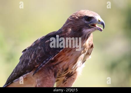 Red-tailed hawk majestic bird of prey at falconry demonstration Stock Photo