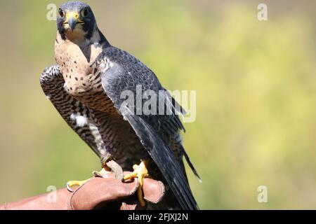 Beautiful peregrine falcon perched on falconer's protective leather glove Stock Photo