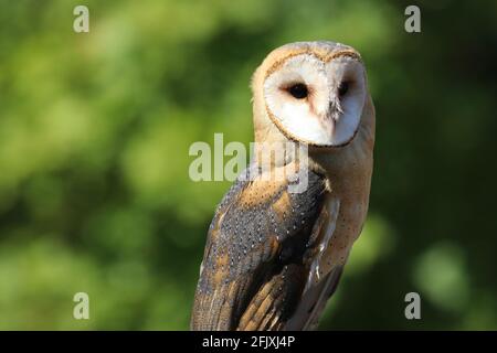 Beautiful barn owl with heart shaped face background