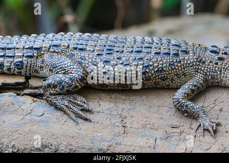 Le Crocodile Porosus