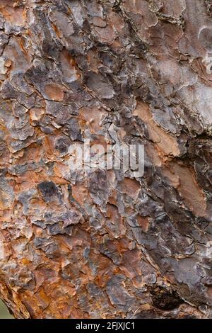 Bark of Pinus sylvestris Stock Photo