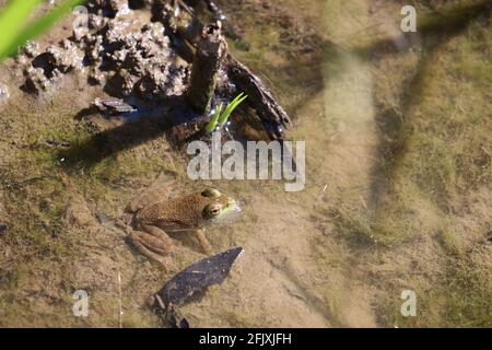 Partially submerged frog sitting on bottom of pond Stock Photo