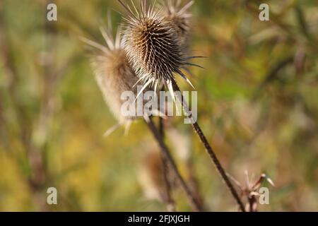 Thistle dried seed pod group outdoors Stock Photo