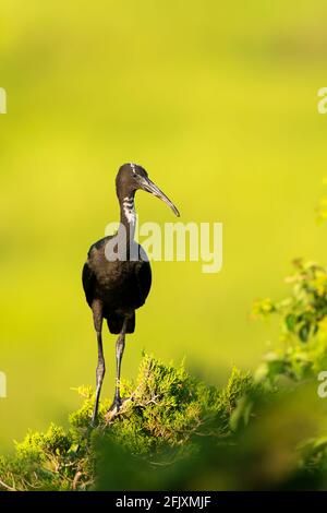 Juvenile Glossy Ibis perched a top of a tree at the rookery New Jersey, USA Stock Photo