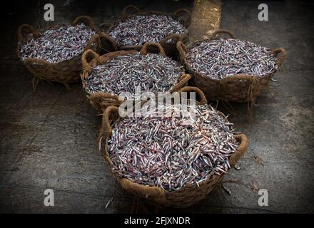 Collection of Anchoviella lepidentostole fish in the basket for sale. Stock Photo