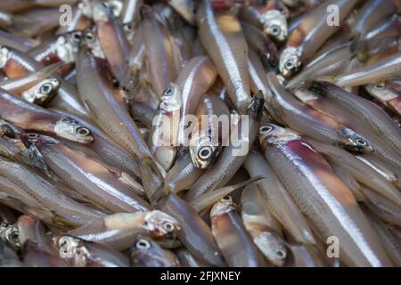 Close-up shot of anchoviella lepidentostole brazilian fish for sale in Mangalore harbour, India Stock Photo