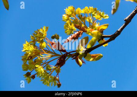 Acer platanoides flowers Acer 'Globosum' Norway maple Stock Photo