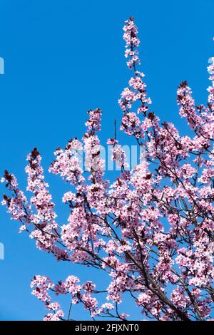 Prunus cerasifera Nigra, Cherry Plum Myrobalan tree Stock Photo