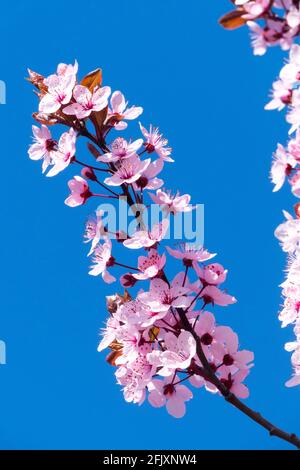 Prunus cerasifera Nigra, Cherry Plum Myrobalan Cherry blossom branch Stock Photo