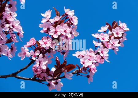 Prunus cerasifera Nigra, Cherry Plum Myrobalan pink blue background cherry blossom branch Stock Photo