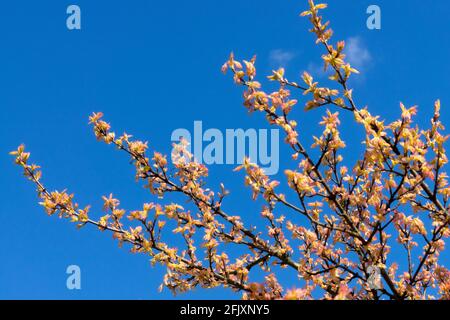 Field Maple Acer campestre cultivar 'Carnival' Stock Photo