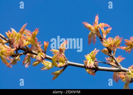 Field Maple Acer campestre "Carnival" Sprouting leaves Stock Photo