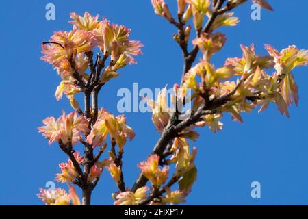 Field Maple Acer campestre cultivar 'Carnival' Sprouting leaves Stock Photo