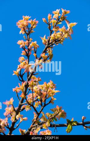 Field Maple Acer campestre 'Carnival' spring foliage Stock Photo