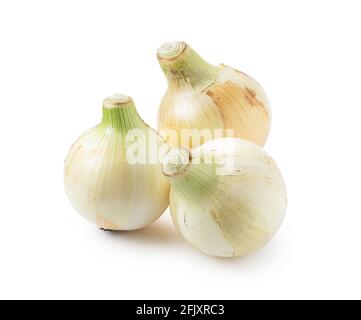 Three new onions on a white background. Stock Photo
