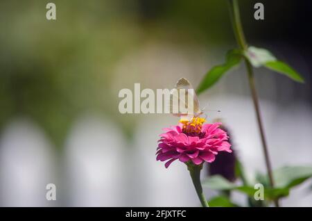 Illinois Butterflies on backyard flowers Stock Photo