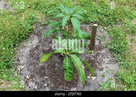 Small organic baby mango tree growing in an outdoor garden. Stock Photo