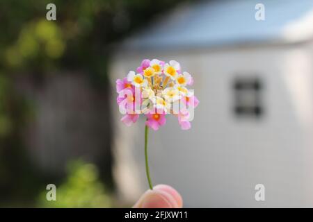 The Lantana Perennial flower blooming in spring. Yellow whit  & pink petals. Flower family name is Verbenaceae and is very typical during the spring Stock Photo