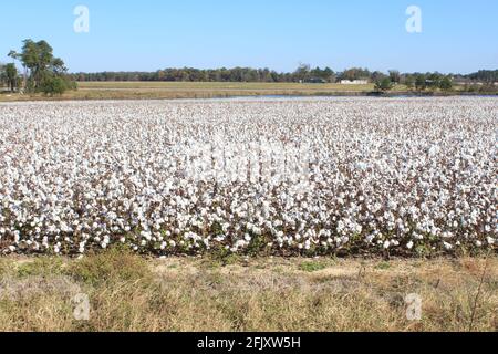 Large cotton filed in Gainesville, Florida farm. Stock Photo