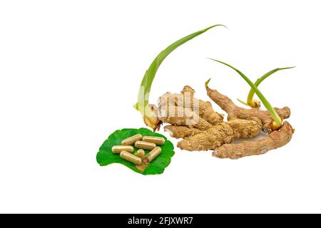 fresh Zingiber cassumunar Roxb (Zingiberaceae, Zingiber cassumunar Roxb ...
