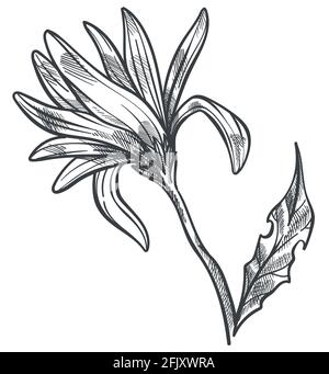 Chamomile flower on stem with leaf and blooming Stock Vector