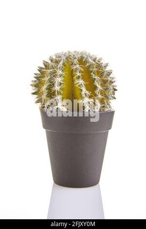 Cactus in pot isolated on a white background, flower for the interior Stock Photo