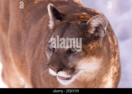 Cougar (Puma concolor) ,known as Mountain lion Stock Photo