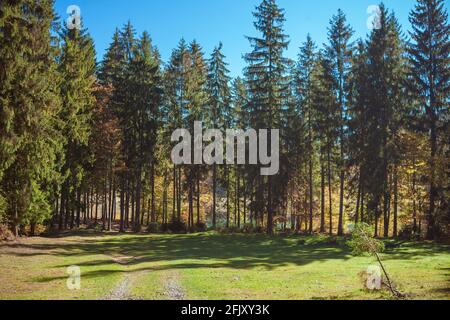 Beautiful forest in autumn. Stock Photo