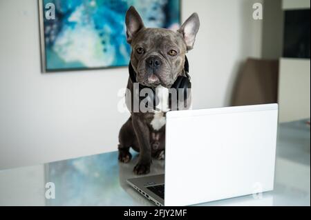 Office dog working in helpdesk and support hotline with notebook and headset Stock Photo