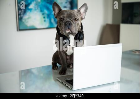 Office dog working in helpdesk and support hotline with notebook and headset Stock Photo