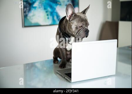 Office dog working in helpdesk and support hotline with notebook and headset Stock Photo