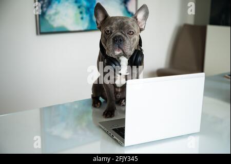 Office dog working in helpdesk and support hotline with notebook and headset Stock Photo