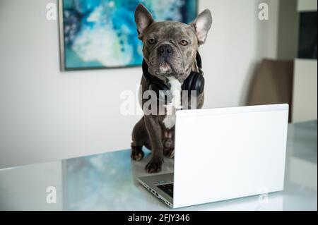 Office dog working in helpdesk and support hotline with notebook and headset Stock Photo