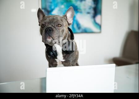 Office dog working in helpdesk and support hotline with notebook and headset Stock Photo