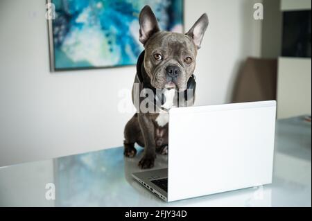 Office dog working in helpdesk and support hotline with notebook and headset Stock Photo