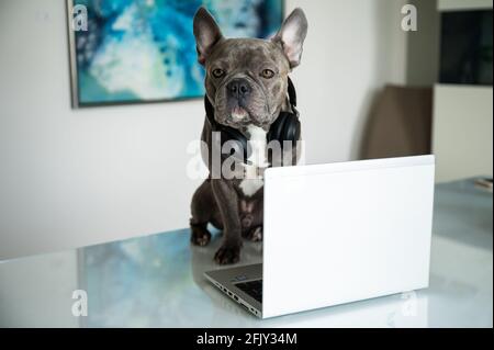 Office dog working in helpdesk and support hotline with notebook and headset Stock Photo