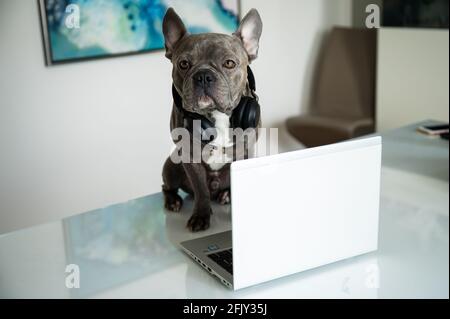 Office dog working in helpdesk and support hotline with notebook and headset Stock Photo