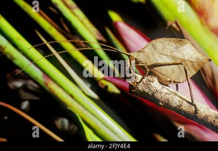 Leaf Katydid (Typophyllum erosum) mimicking dead brown leaf Costa Rica