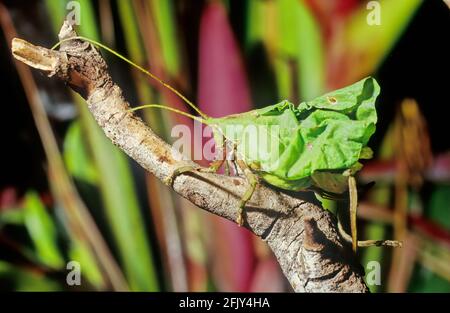 Leaf Katydid (Typophyllum erosum) mimicking dead brown leaf Costa Rica