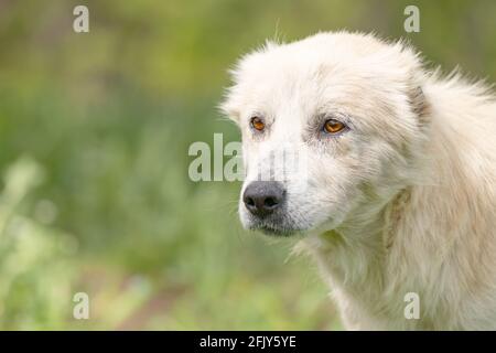 Caucasian Shepherd Dog Stock Photo