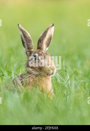 Brown Hare Stock Photo