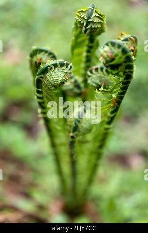 Young fern fronds in springtime close up. Spring unfurling brake leaves in the forest on blurred background, shallow depth of field Stock Photo