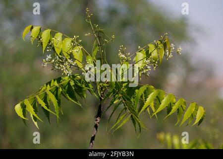 Azadirachta indica, commonly known as neem, nimtree or Indian lilac in flowering season Stock Photo
