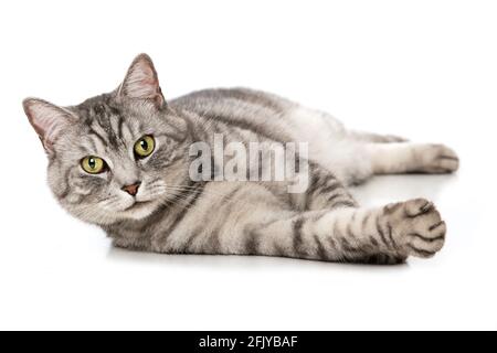 British shorthair cat lying isolated on white Stock Photo